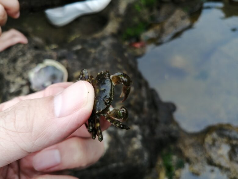 Sarushima crab